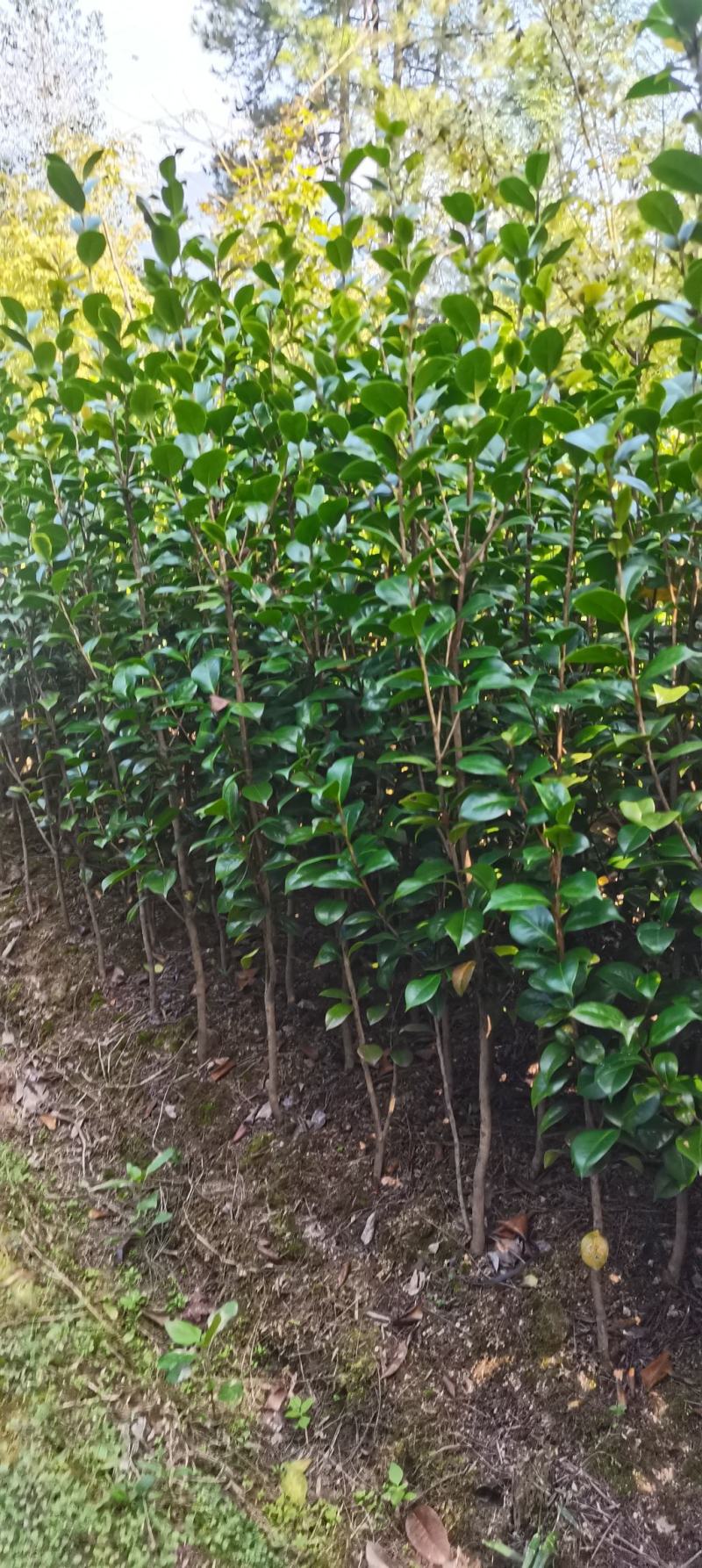 茶花小苗，2-3公分茶花，冠幅50-80公分以上