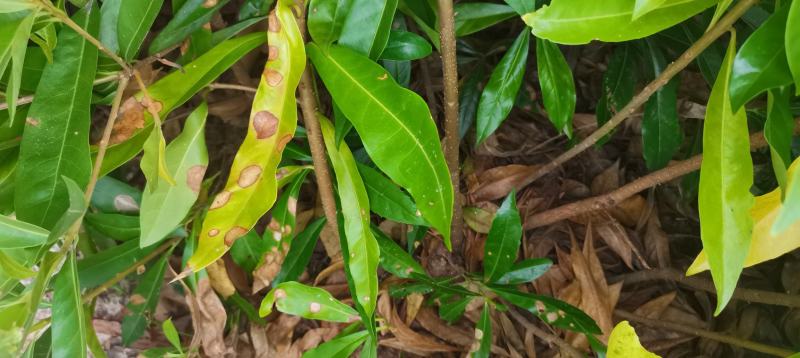 两年生木荷，地径1公分，高度1米以上，苗圃直供