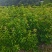两年生木荷，地径1公分，高度1米以上，苗圃直供
