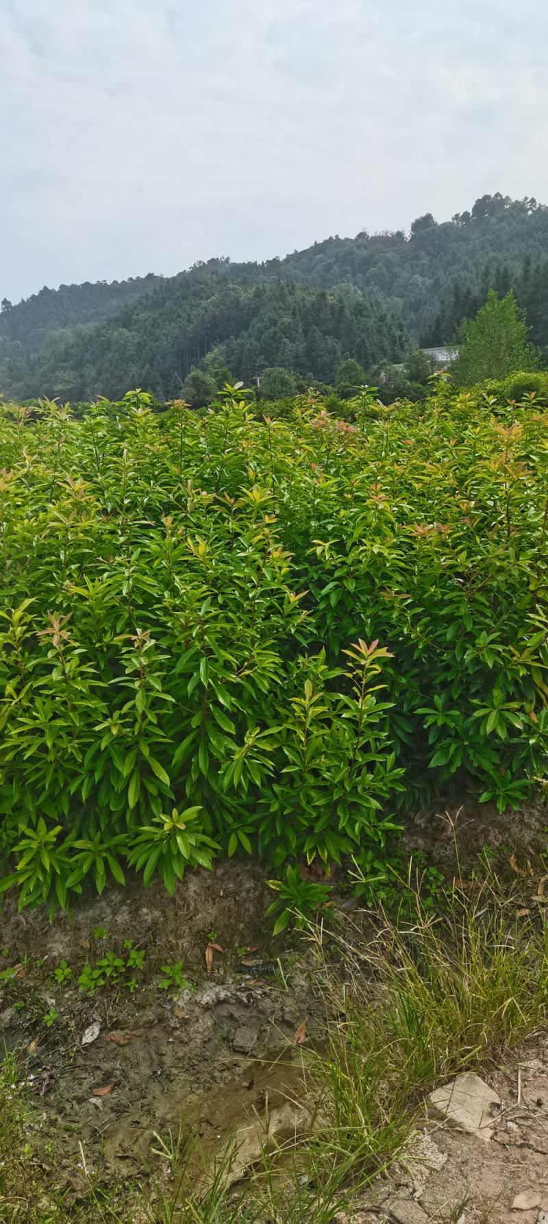 两年生木荷，地径1公分，高度1米以上，苗圃直供