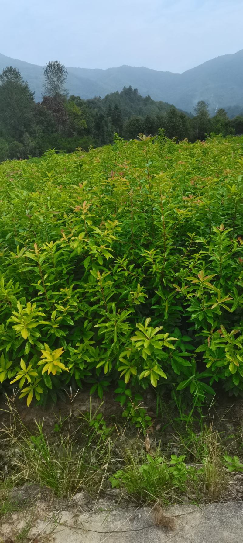 两年生木荷，地径1公分，高度1米以上，苗圃直供