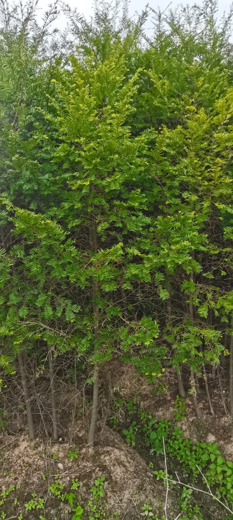 供应2-3-4-5-6公分红豆杉，南方红豆杉苗大量供应