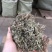 珍珠草