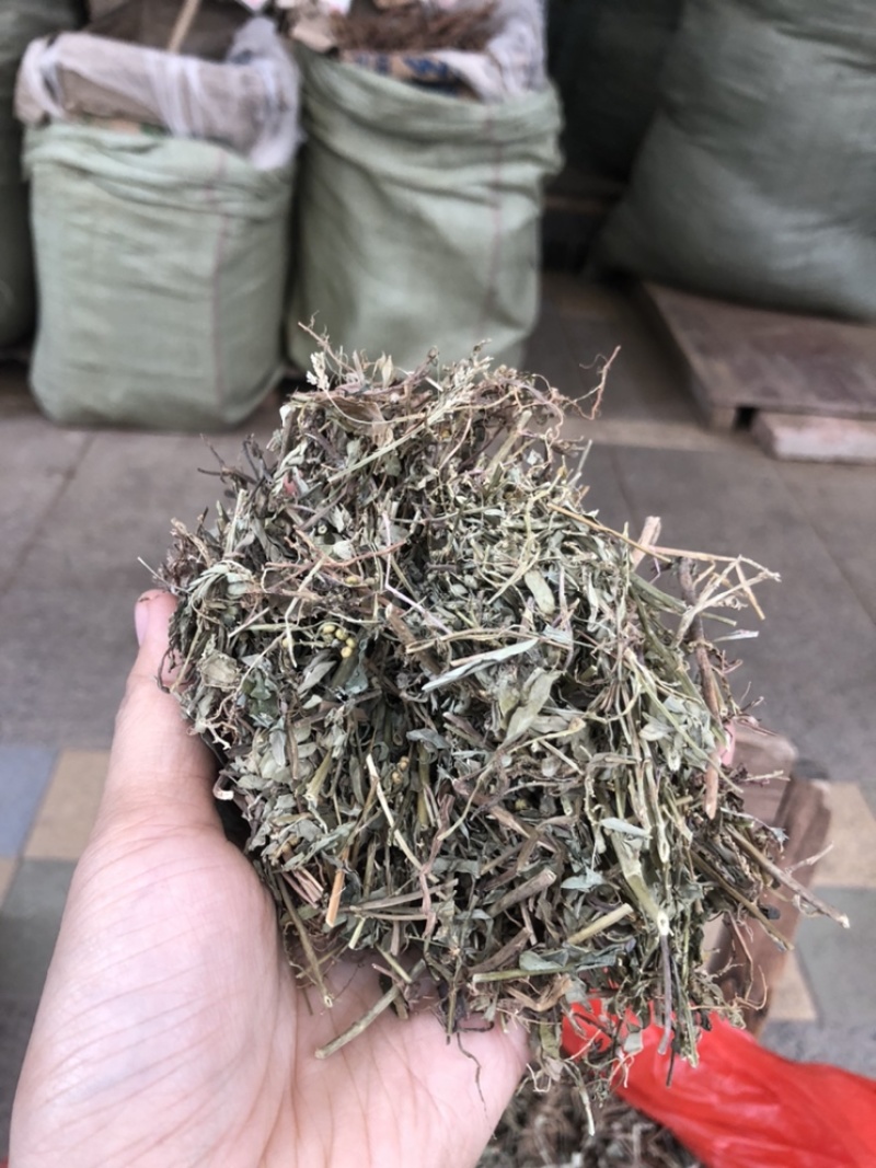 珍珠草