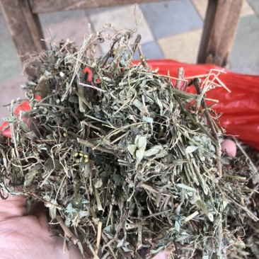 珍珠草