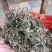 珍珠草