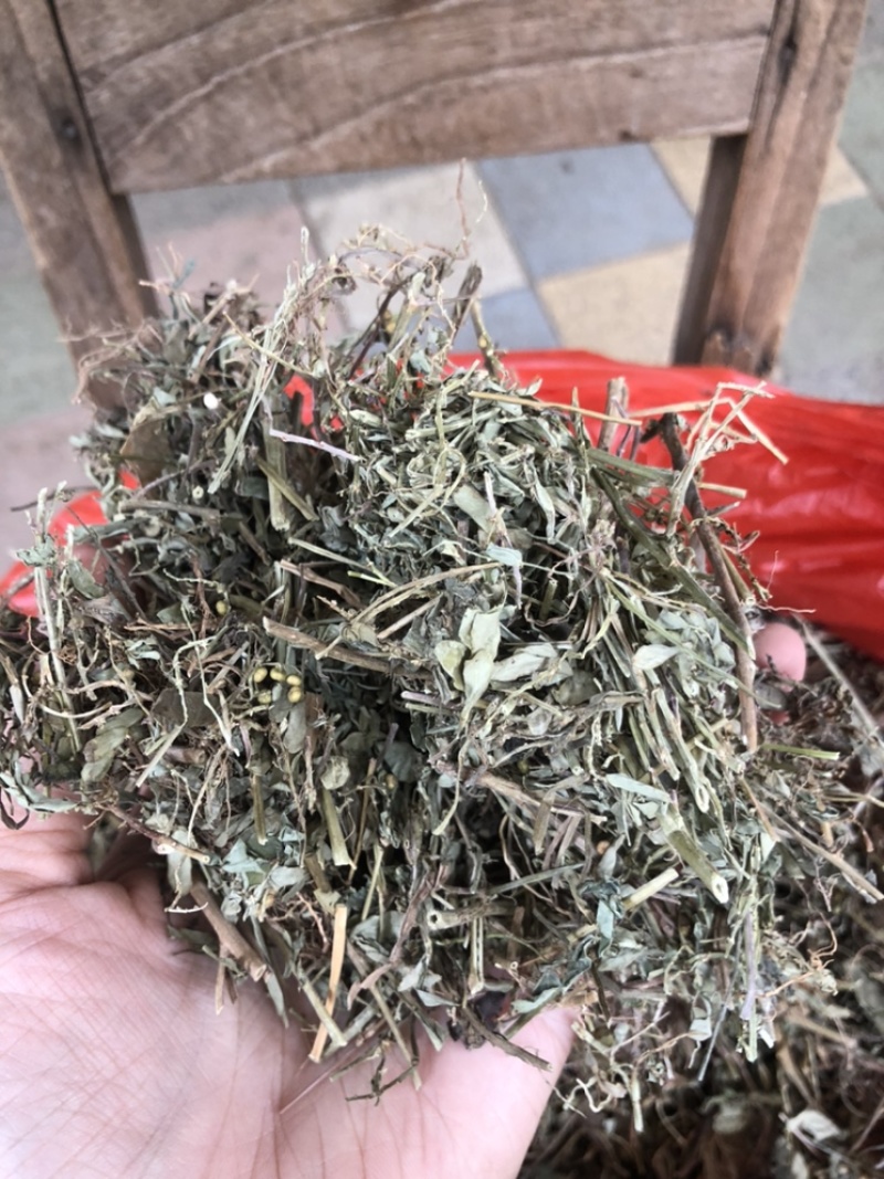 珍珠草