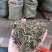 珍珠草