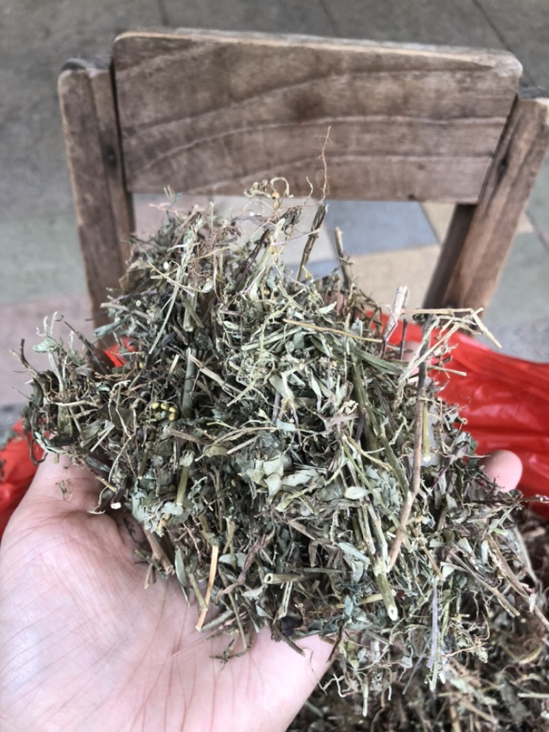 珍珠草