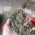珍珠草