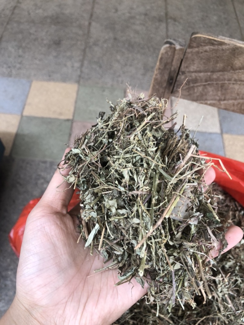 珍珠草