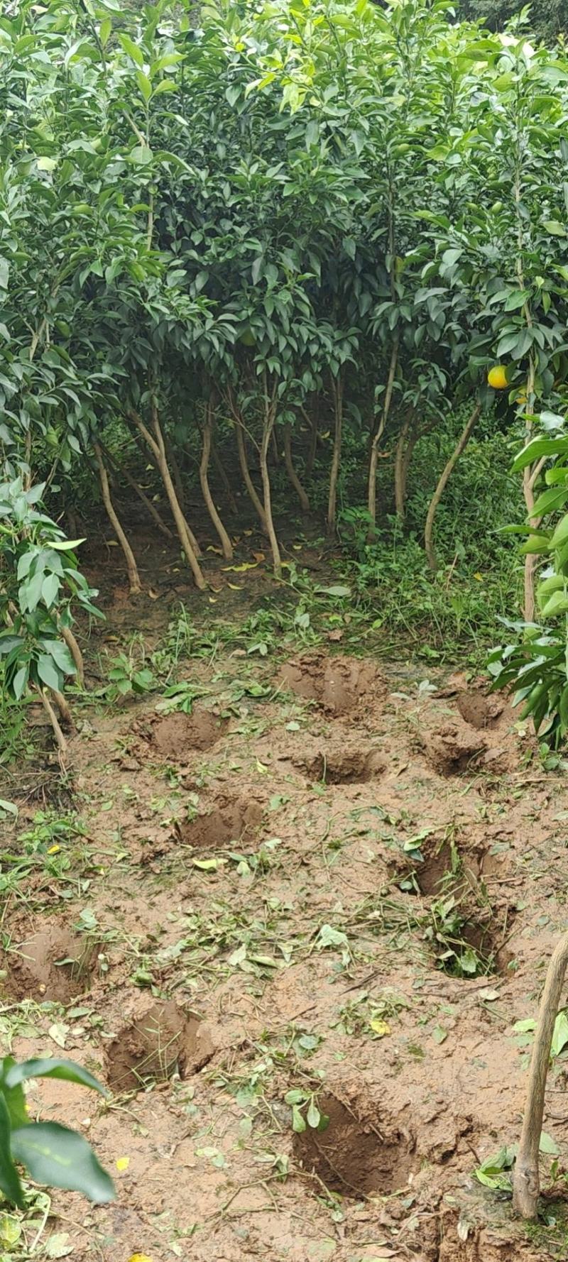 爱媛38假植苗