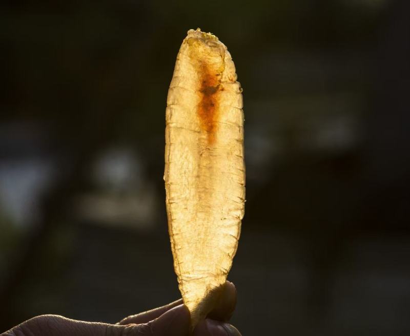 深海黄花胶大金龙胶鳘鱼胶北海胶海味海鲜干货滋补品批发一件