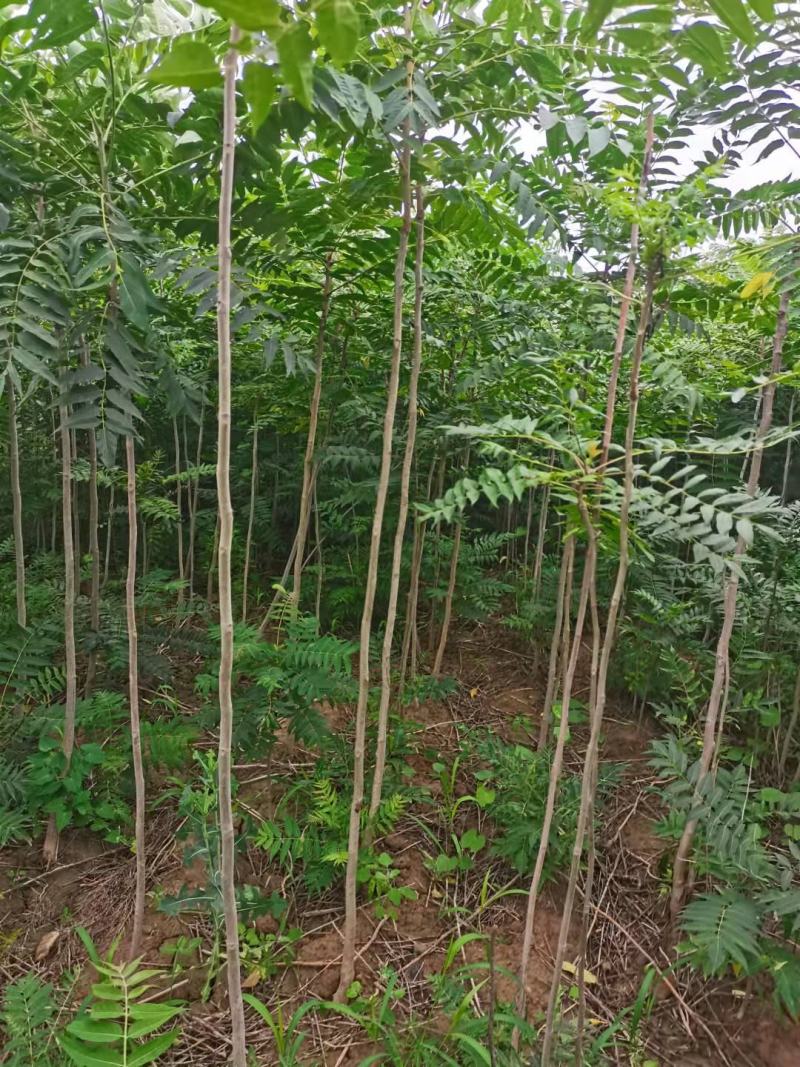 臭椿苗欢迎下单，都是实拍图片，货源量比较大
