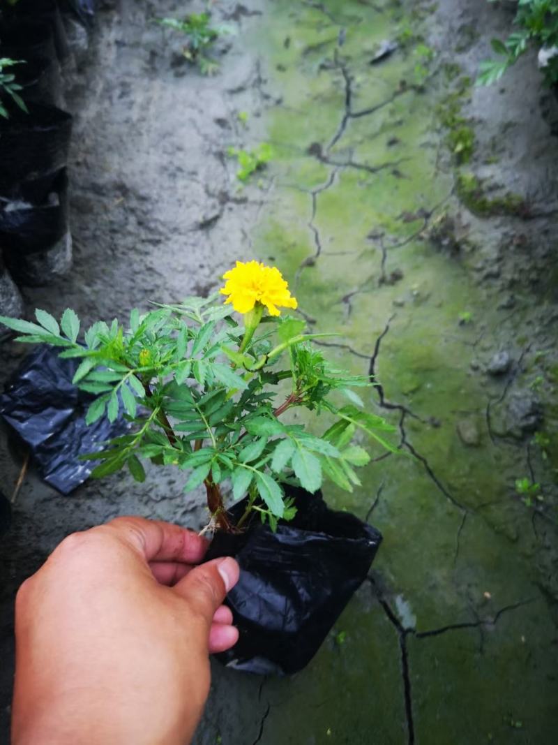 孔雀草。量大从优。保质保量，规格齐全，欢迎来电