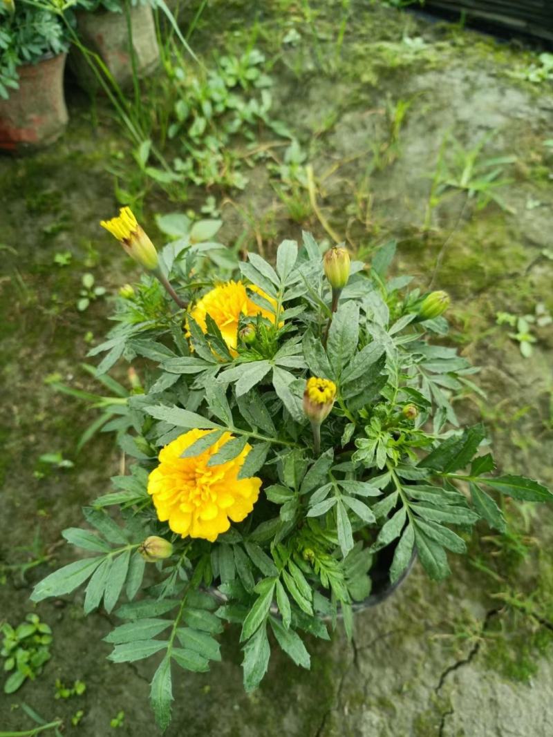 孔雀草。量大从优。保质保量，规格齐全，欢迎来电