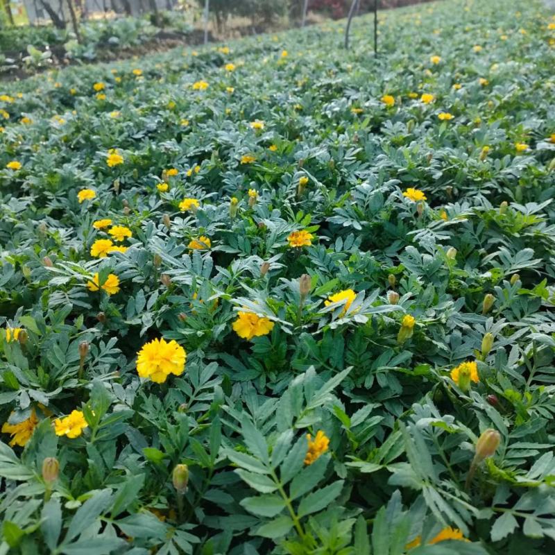 孔雀草。量大从优。保质保量，规格齐全，欢迎来电