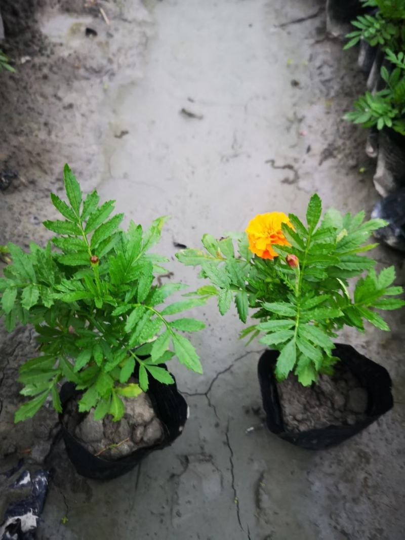孔雀草。量大从优。保质保量，规格齐全，欢迎来电