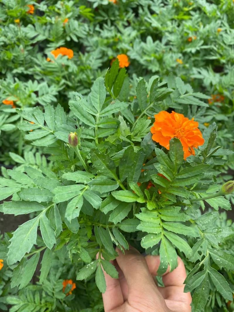 孔雀草。量大从优。保质保量，规格齐全，欢迎来电