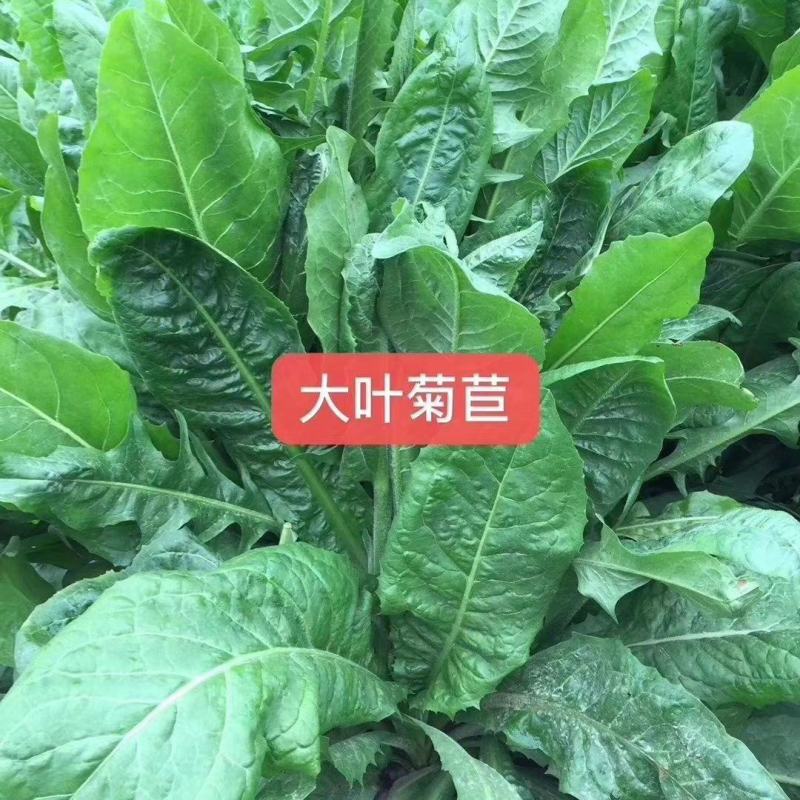 大叶菊苣种子多年生牧草种子一亩地4斤用量将军菊苣包邮