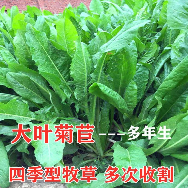 大叶菊苣种子多年生牧草种子一亩地4斤用量将军菊苣包邮