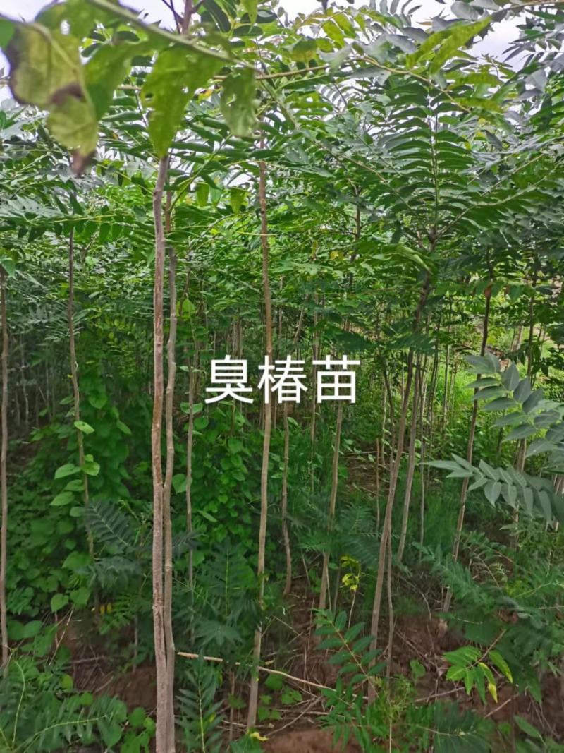 臭椿苗欢迎下单，都是实拍图片，货源量比较大