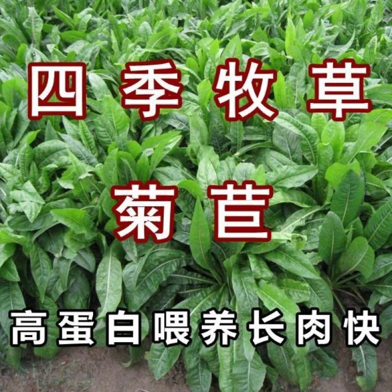 大叶菊苣种子多年生牧草种子一亩地4斤用量将军菊苣包邮