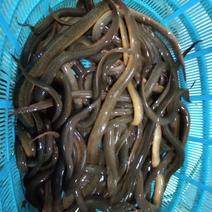 孟加拉黄鳝，一手货源，广州机场落地价
