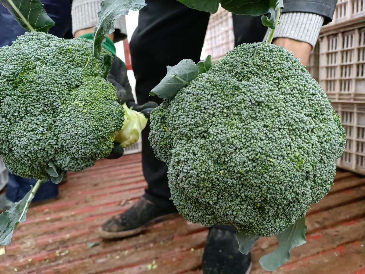 信息图:西兰花不同处理方式对桥本相关生物活性物质的影响机制解析,含分子结构简式与临床指标箭头指向 营养师手绘对比图:左侧生西兰花切片标注'黑芥子酶活跃→硫氰酸盐↑';右侧蒸西兰花标注'酶失活→萝卜硫素保留↑→TPOAb↓'