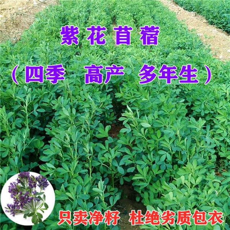 大叶菊苣种子多年生牧草种子一亩地4斤用量将军菊苣包邮