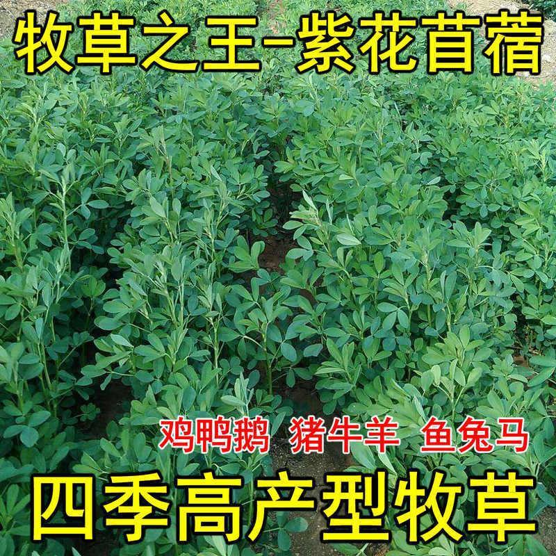 大叶菊苣种子多年生牧草种子一亩地4斤用量将军菊苣包邮