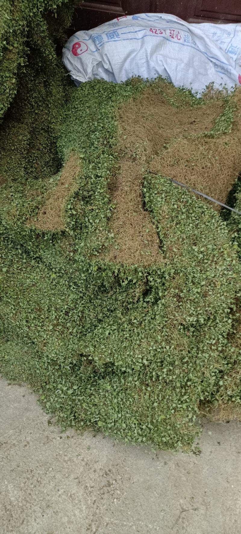 马蹄金，小叶金钱草，自然晒干一手货源产地发货