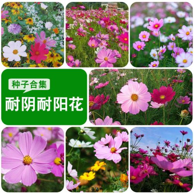 野花组合种子多年生四季开花庭院绿化花海可种粗化管理