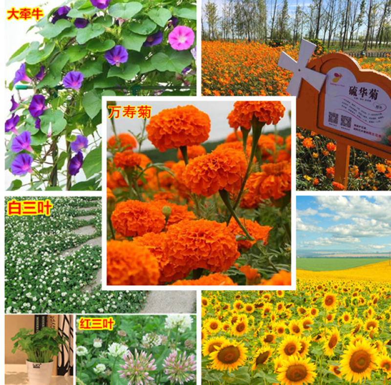 野花组合种子多年生四季开花庭院绿化花海可种粗化管理