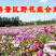 野花组合种子多年生四季开花庭院绿化花海可种粗化管理