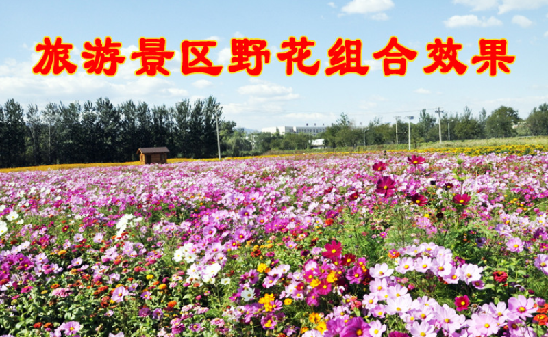 野花组合种子多年生四季开花庭院绿化花海可种粗化管理
