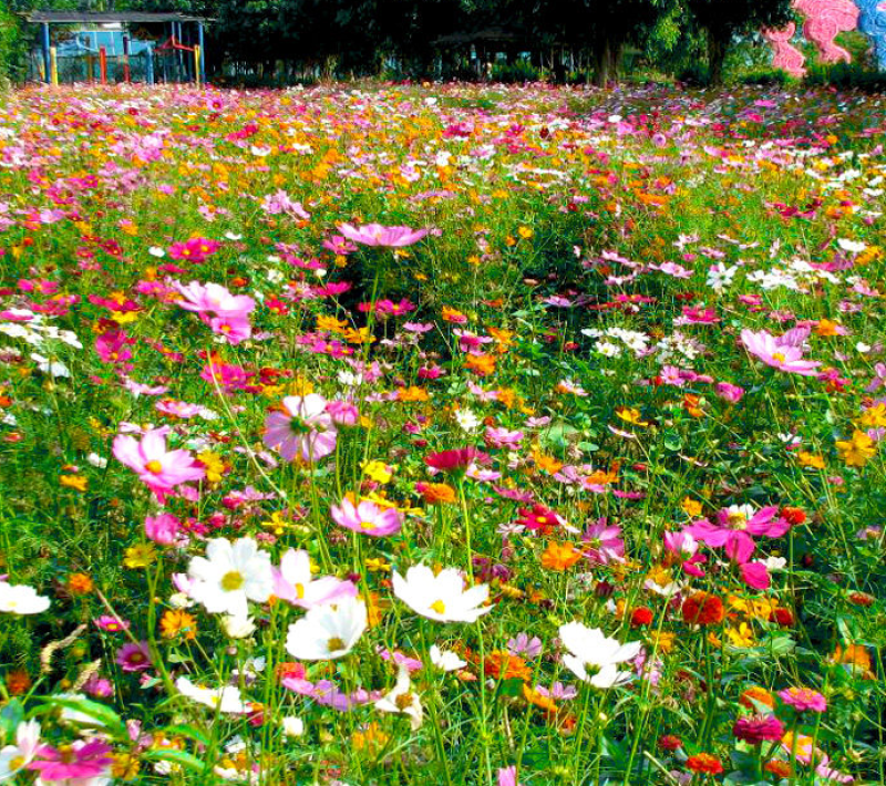 野花组合种子多年生四季开花庭院绿化花海可种粗化管理