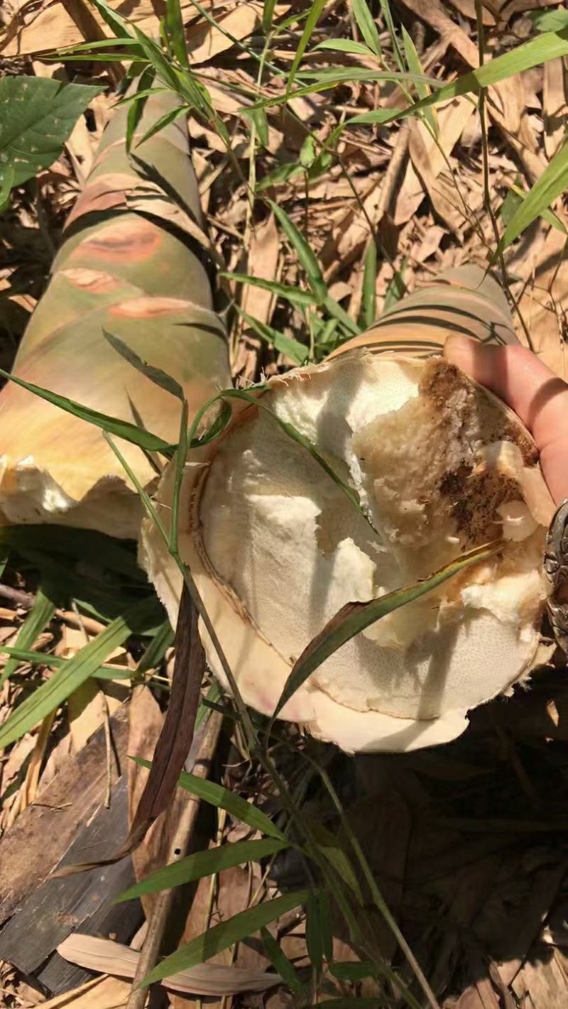 黄笋干高山竹笋干农家货，无硫加工，品质保证