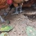 散养老鸡130+，均重七斤半