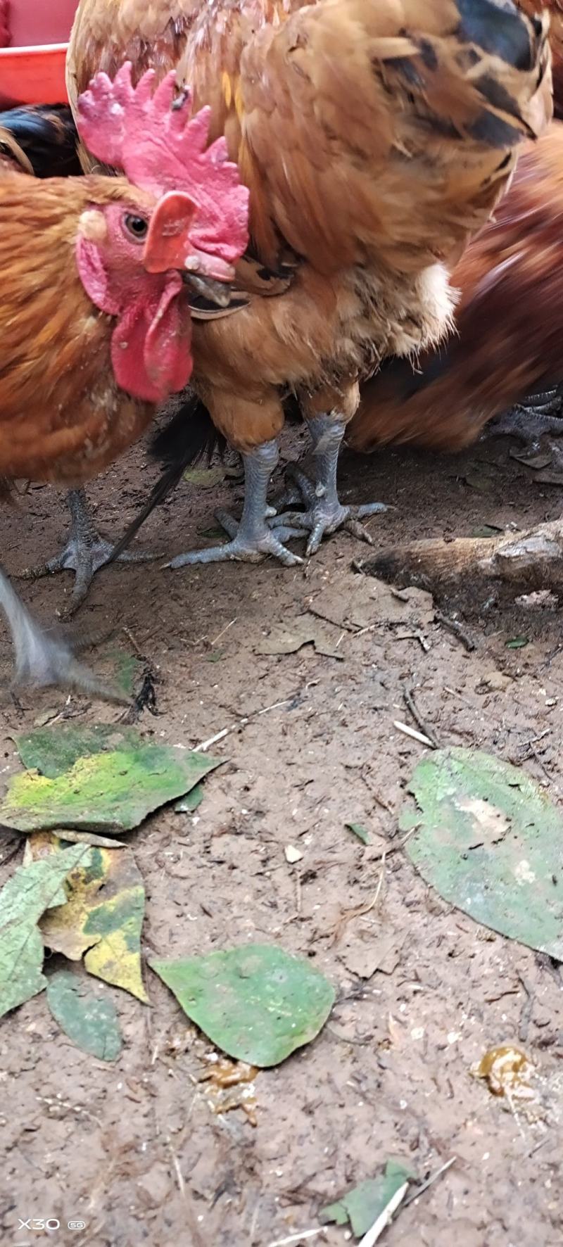 散养老鸡130+，均重七斤半
