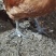 散养老鸡130+，均重七斤半
