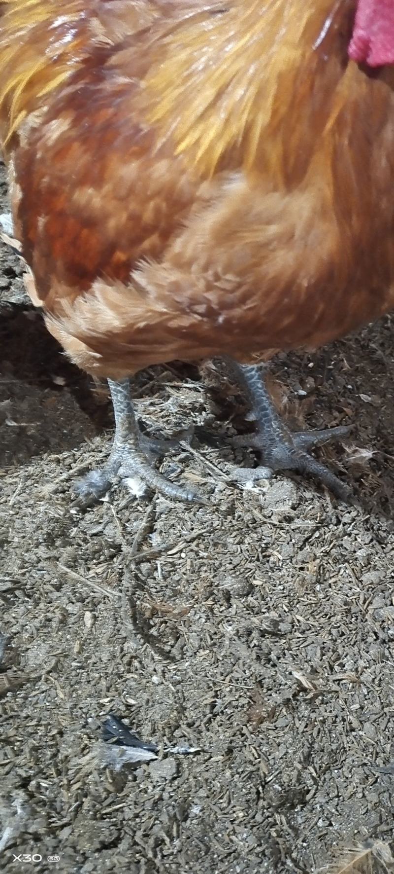 散养老鸡130+，均重七斤半