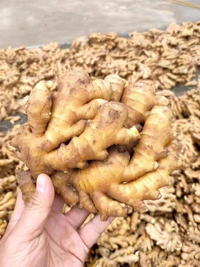 优质生姜大黄姜等产地批发电商商超专用可视频看货