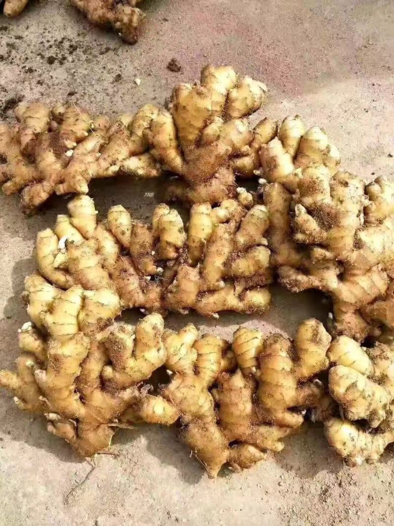优质生姜大黄姜等产地批发电商商超专用可视频看货