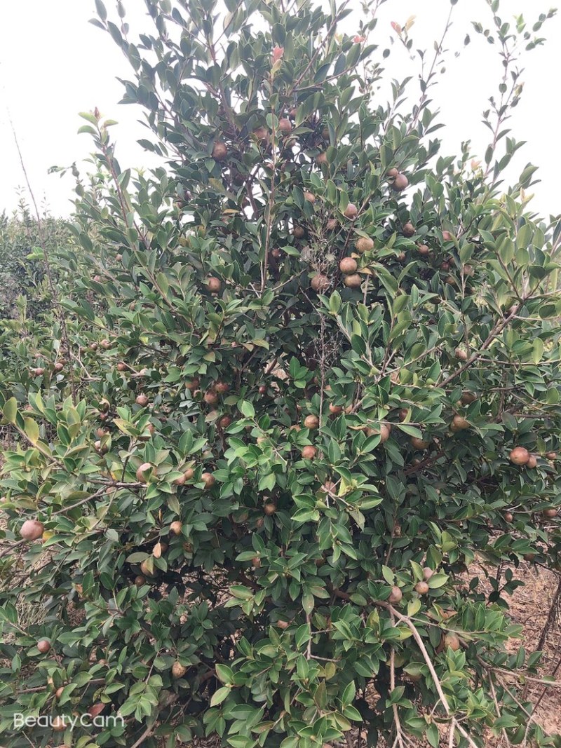 高产油茶树．带土球油茶苗、大山茶树苗．绿化苗．