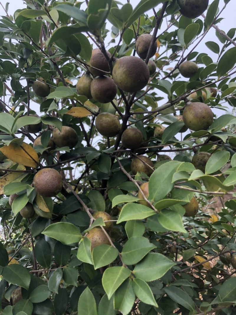 高产油茶树．带土球油茶苗、大山茶树苗．绿化苗．
