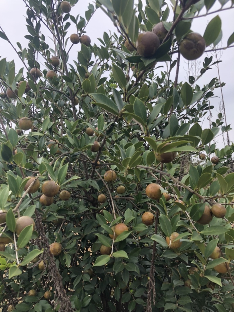 高产油茶树．带土球油茶苗、大山茶树苗．绿化苗．