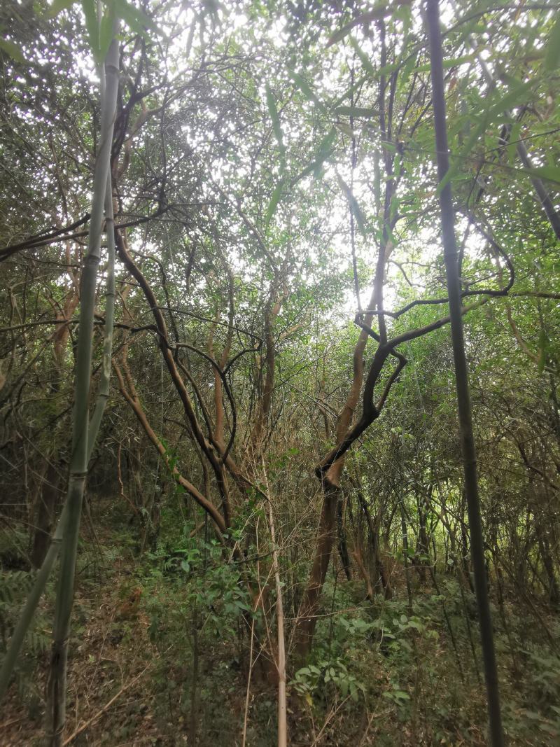 茶花树老茶花树丛生单杆可选田苗可供选择