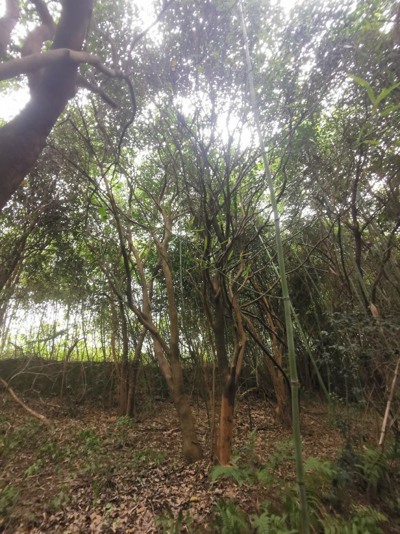 茶花树老茶花树丛生单杆可选田苗可供选择
