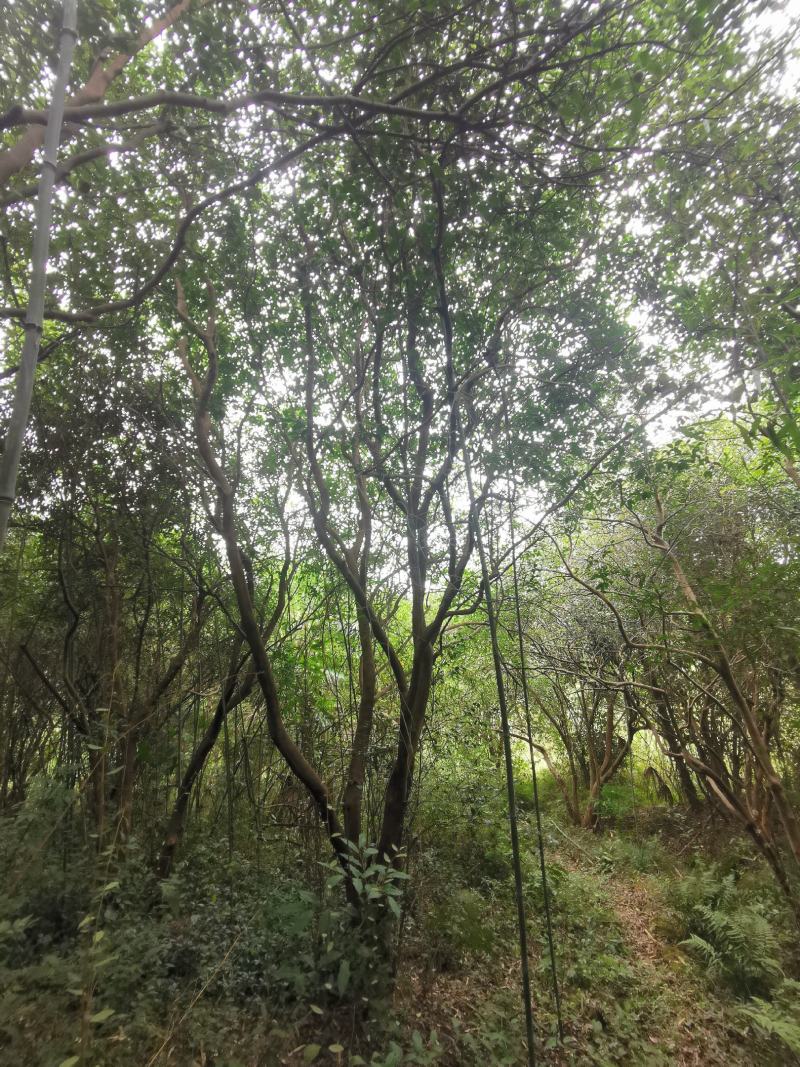 茶花树老茶花树丛生单杆可选田苗可供选择